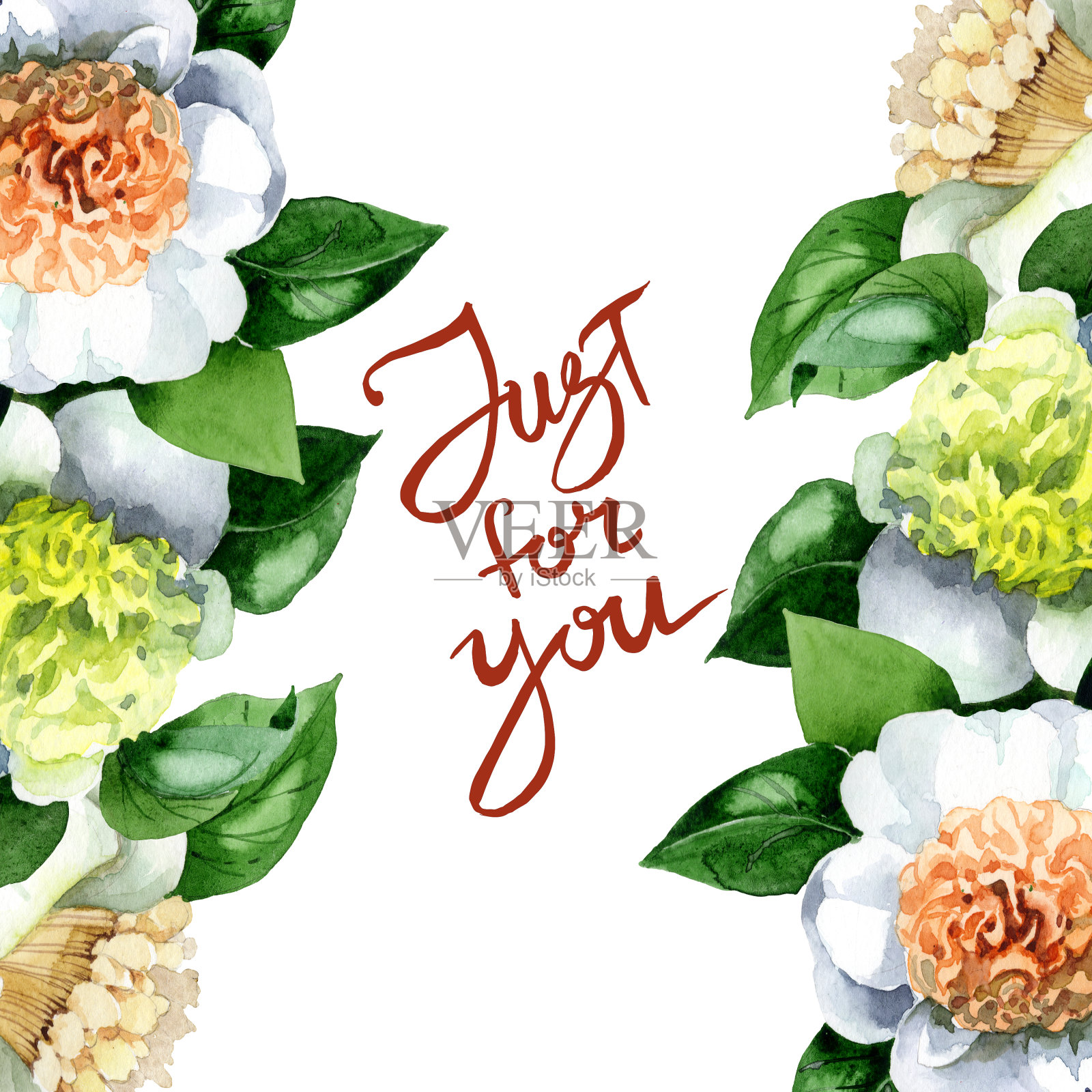 白色山茶属植物花。水彩背景插图集。边框装饰方形。插画图片素材