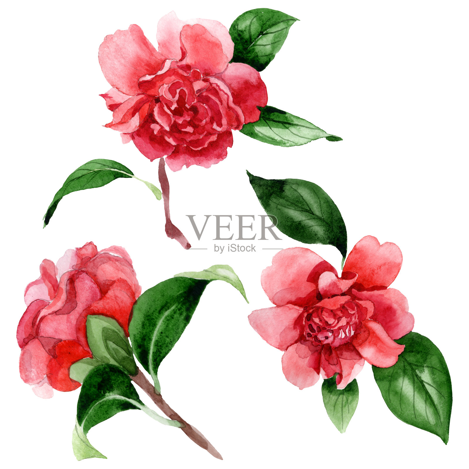 粉红色的山茶属植物花。水彩背景插图集。孤立茶花插图元素。插画图片素材