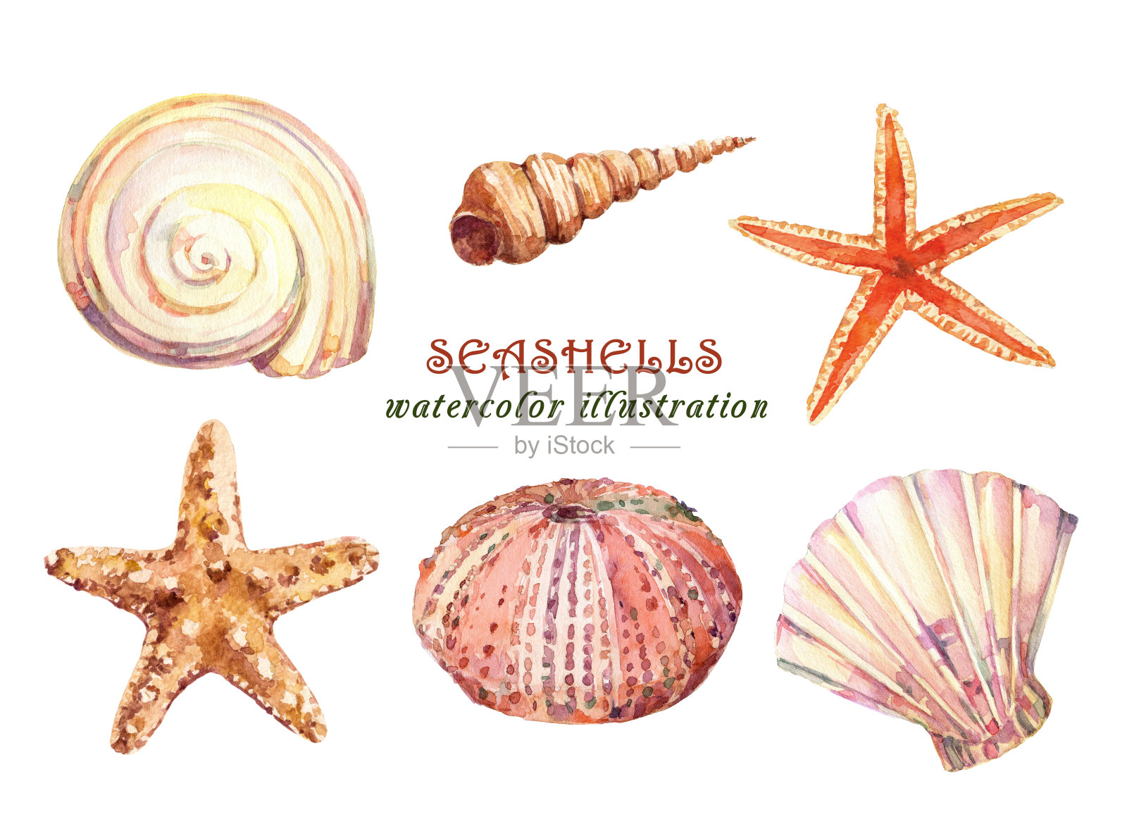 水彩画水下生命物体-各种热带贝壳，海星和海胆。插画图片素材
