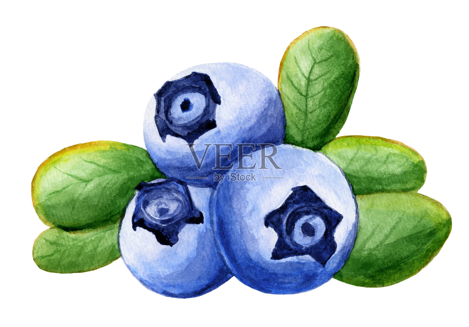 蓝莓叶，水彩插图插画图片素材