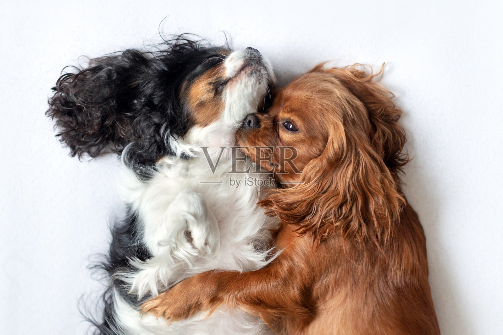 两只可爱的狗狗一起睡觉照片摄影图片
