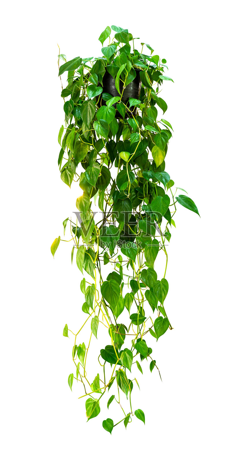 悬挂室内植物隔离照片摄影图片