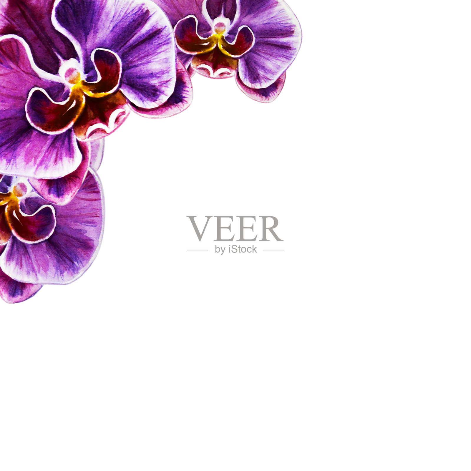 漂亮的角框从鲜艳的兰花花。水彩画。外来植物。印花。植物成分。婚礼和生日。贺卡。插画图片素材
