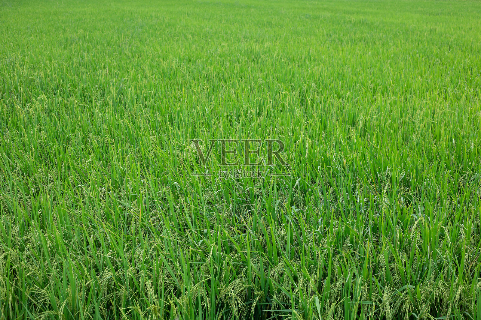 泰国的稻田照片摄影图片