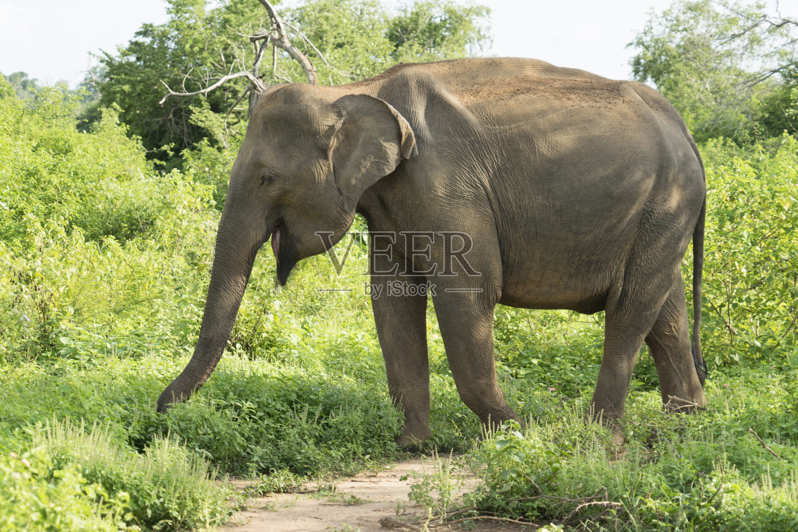 斯里兰卡大象在丛林中行走照片摄影图片