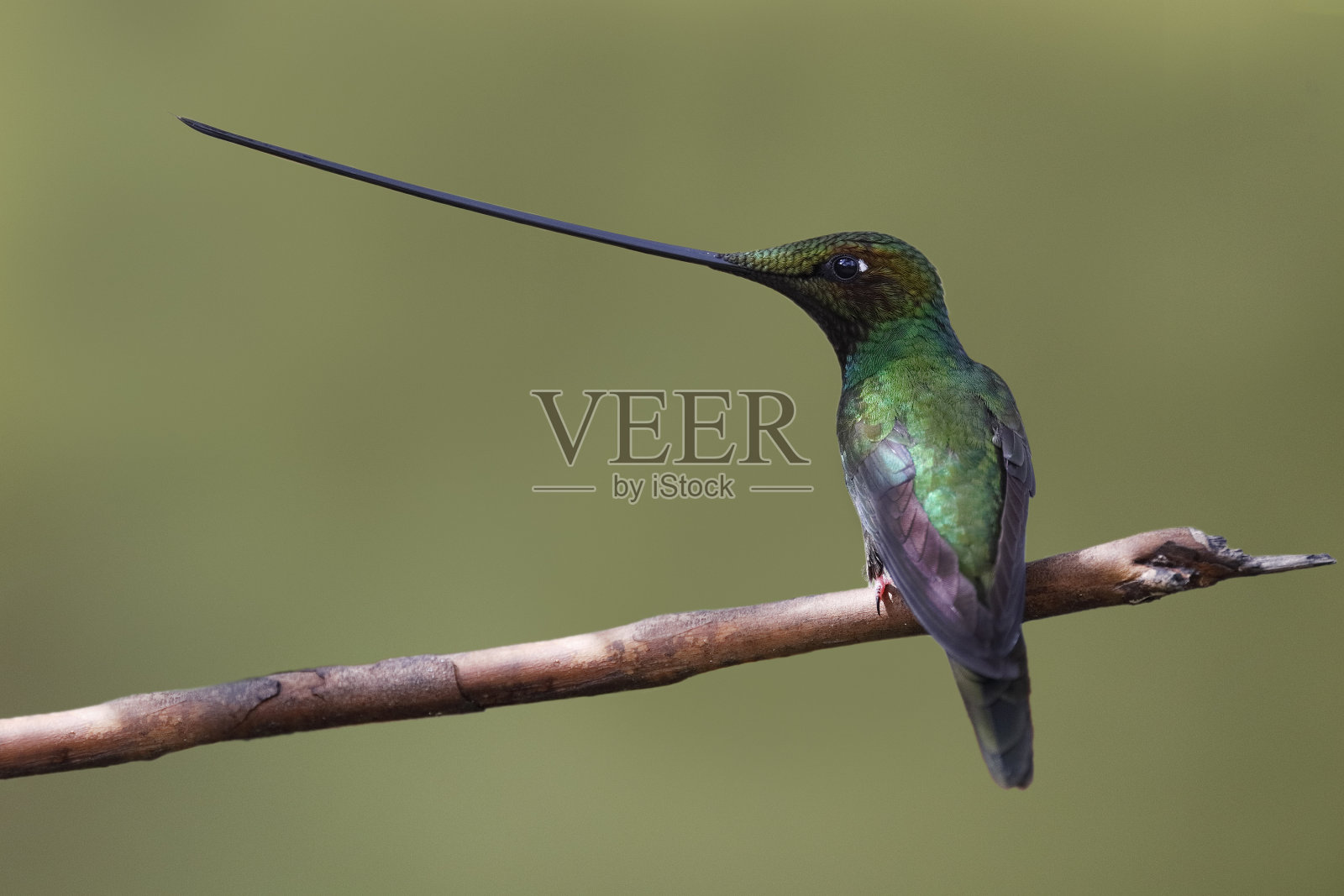雄性剑嘴蜂鸟栖息在厄瓜多尔山区森林的一根小树枝上照片摄影图片