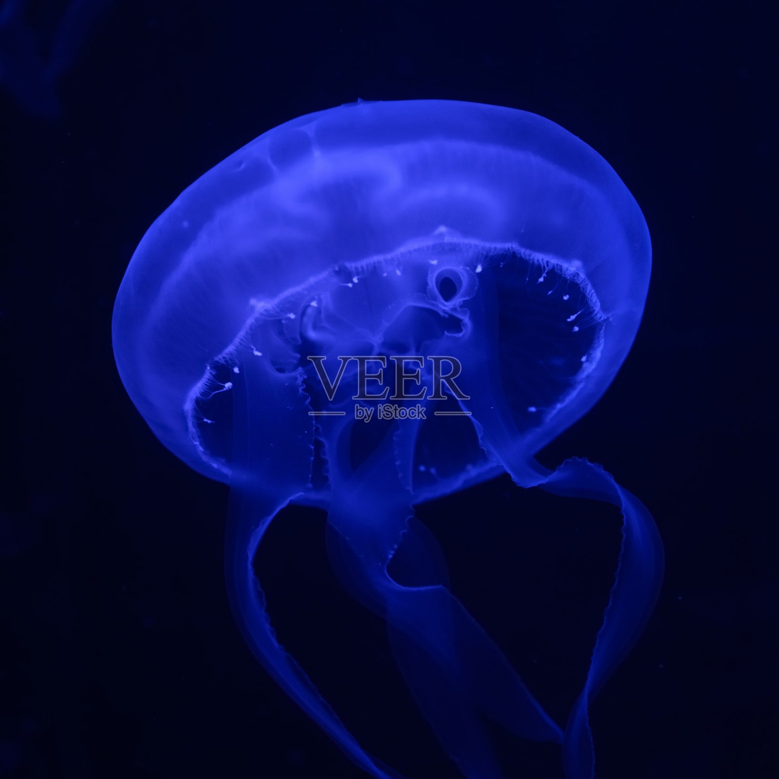 在黑暗中发光的深蓝色水母照片摄影图片