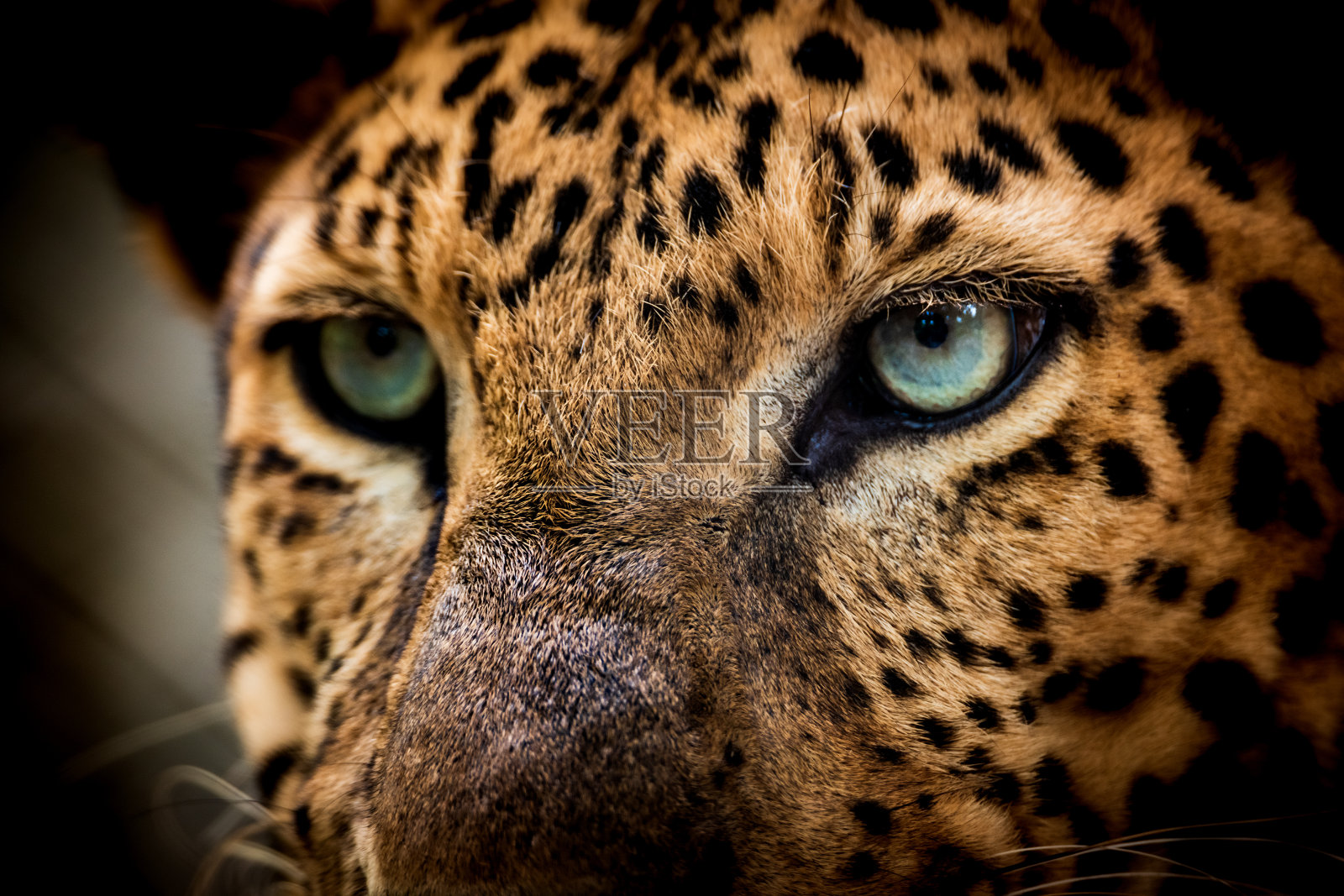 近距离的肖像豹与强烈的眼睛照片摄影图片