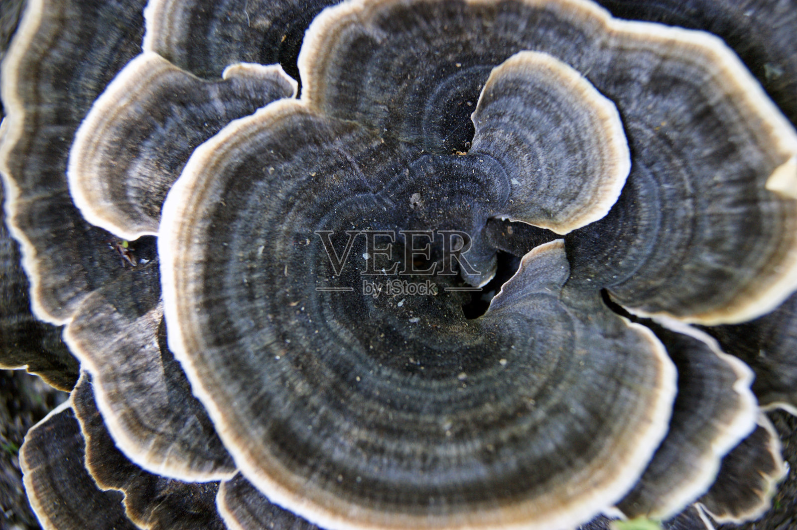 不寻常的美丽和稀有装饰蘑菇背景照片摄影图片