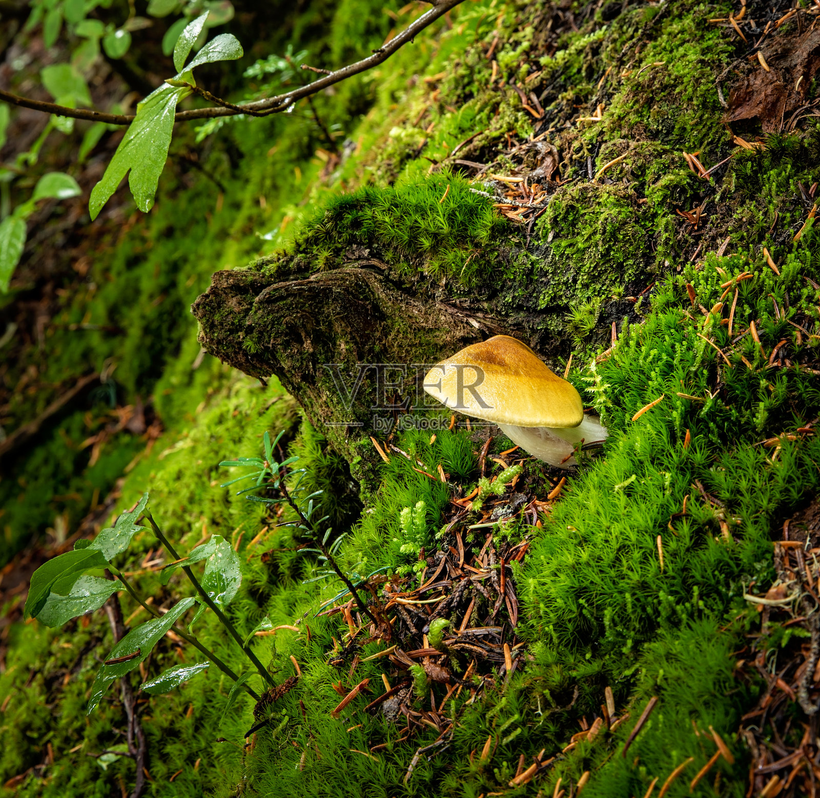 生长在绿色苔藓中的野生蘑菇照片摄影图片