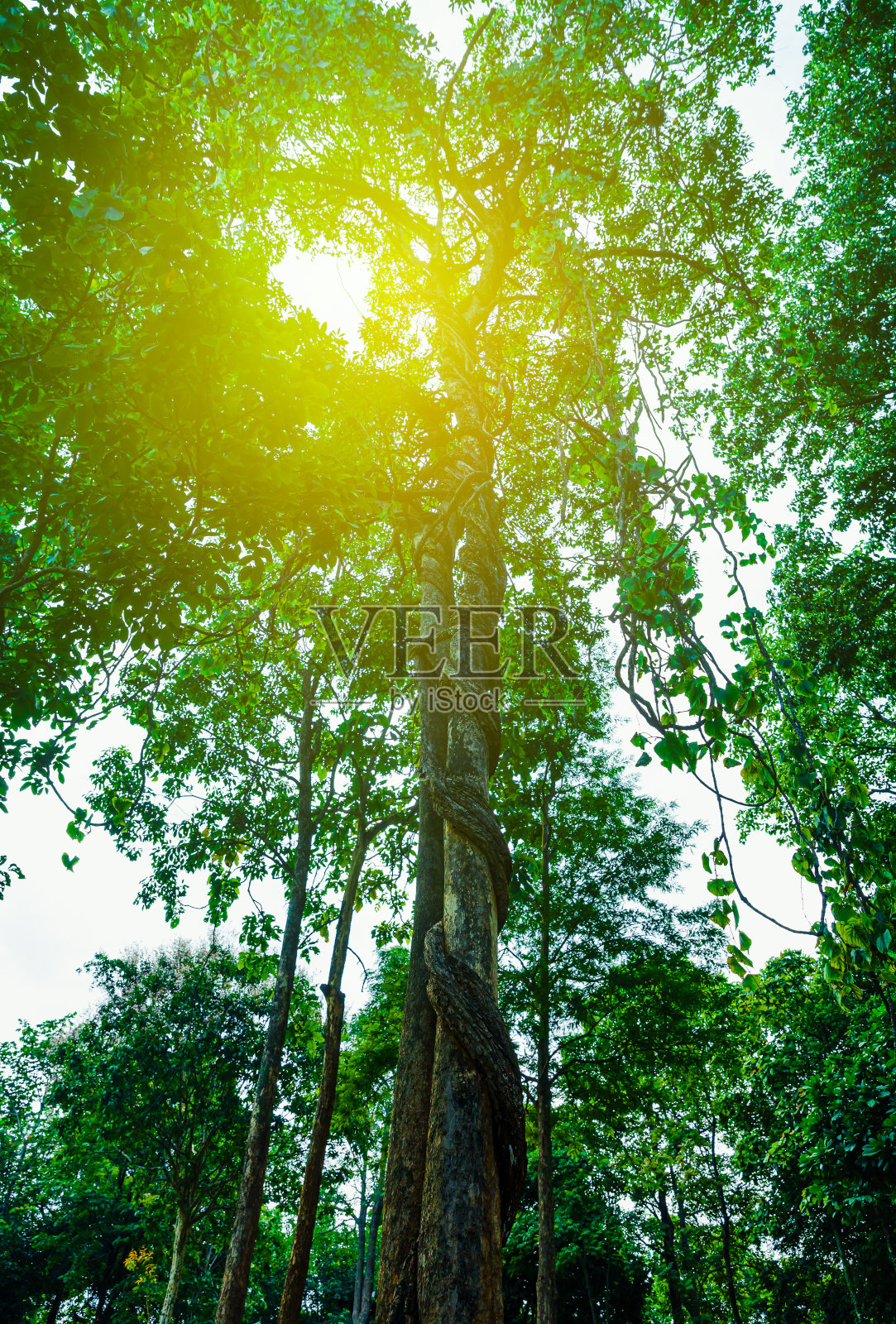 美丽的森林，明亮的阳光穿过树木在一个晴朗的日子。照片摄影图片