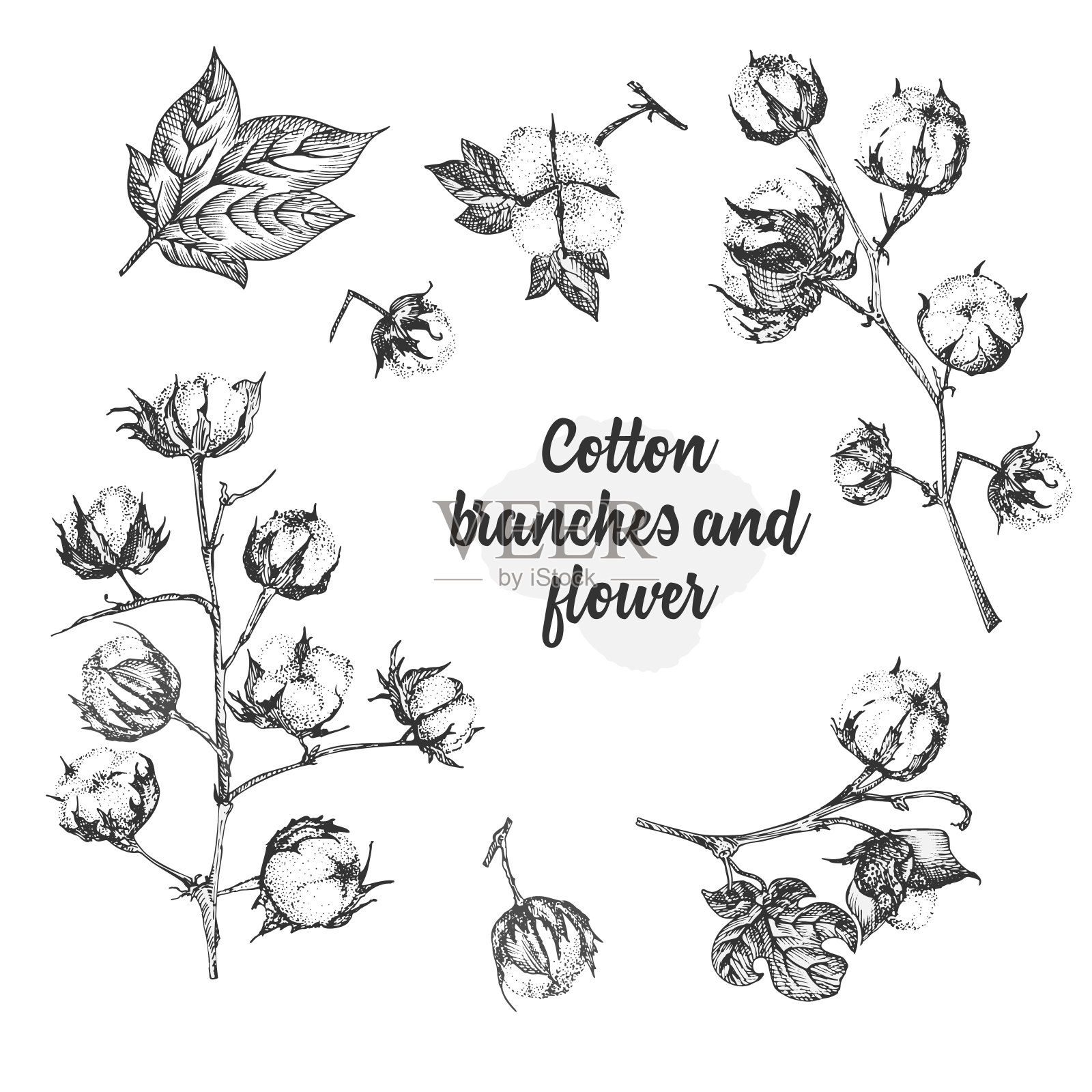 一组棉花植物的细枝、花和叶子。手绘素描植物插图。雕刻风格。黑白插图。插画图片素材