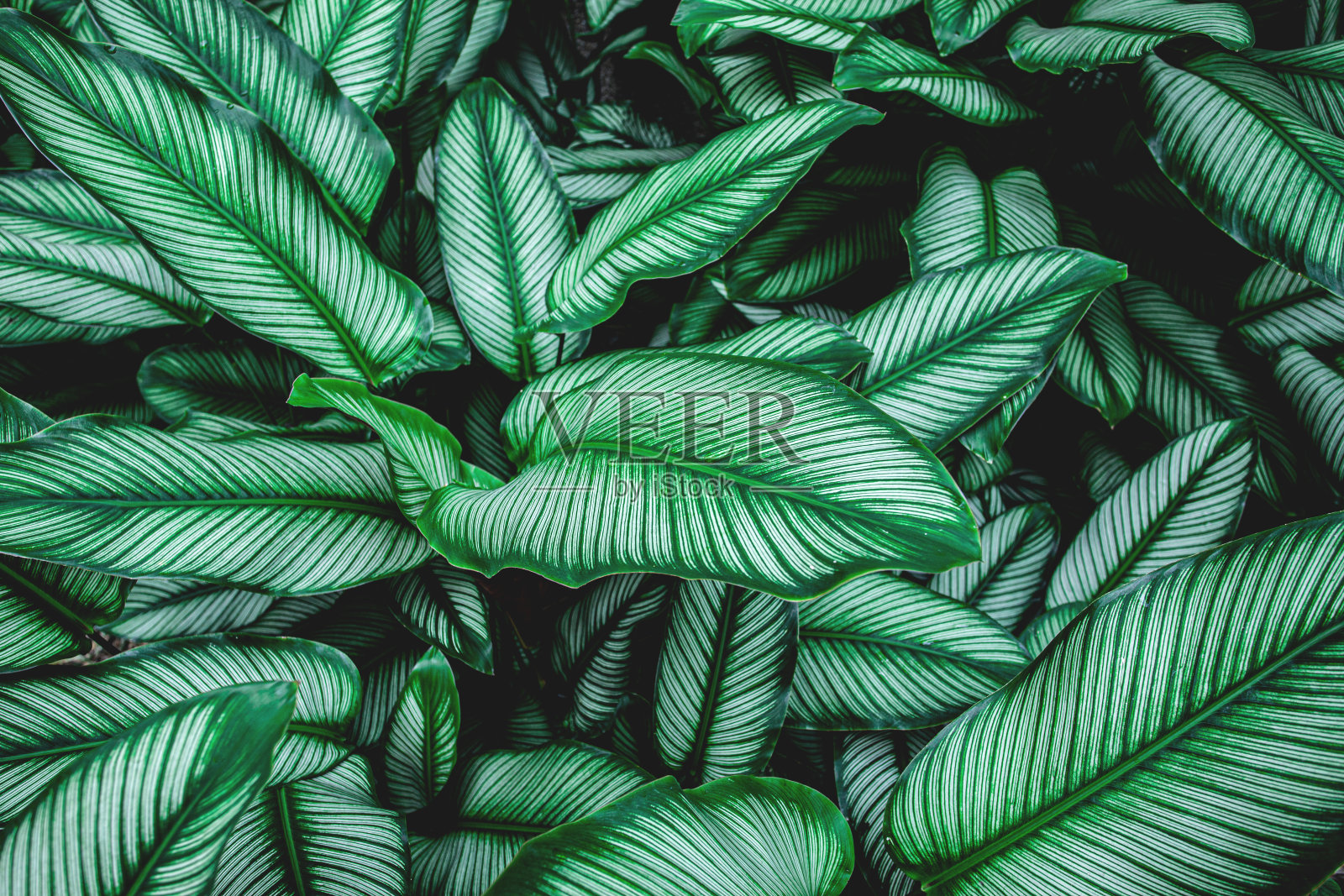抽象绿色纹理，热带叶照片摄影图片