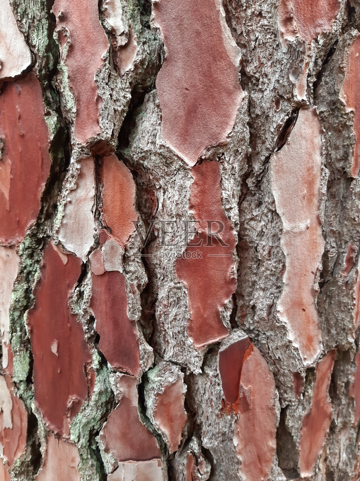 苏格兰松树皮照片摄影图片