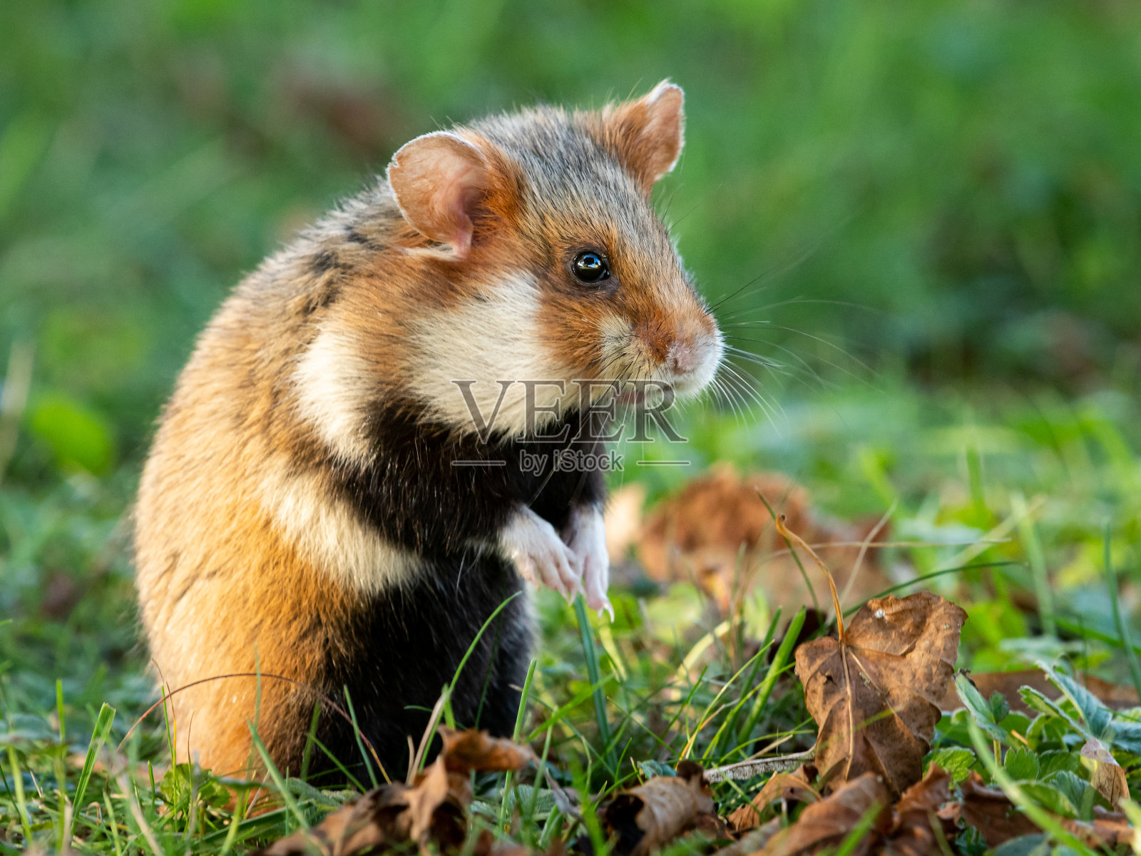 一只在草地上寻找食物的欧洲仓鼠照片摄影图片