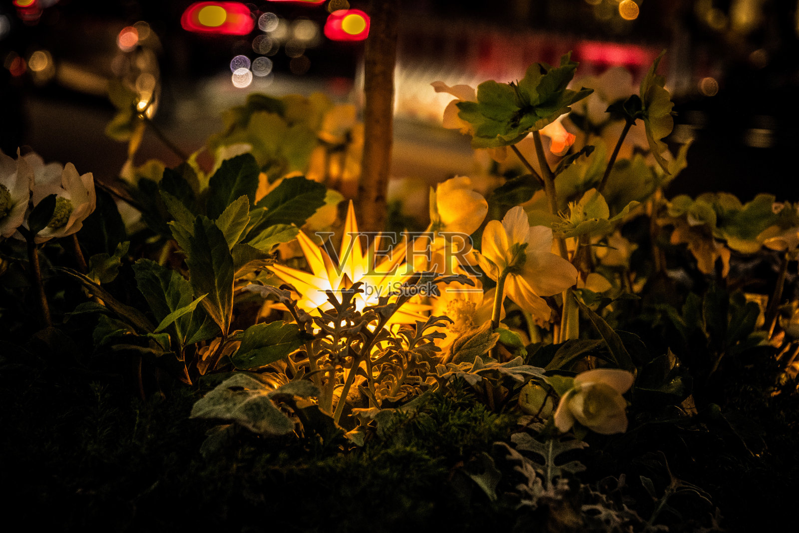 闪亮的金色的灯光。星形灯特写。在新鲜植物和白色花瓣的天然花卉之间的几何照明电气装饰。夜景。抽象的背景。散焦背景照片摄影图片