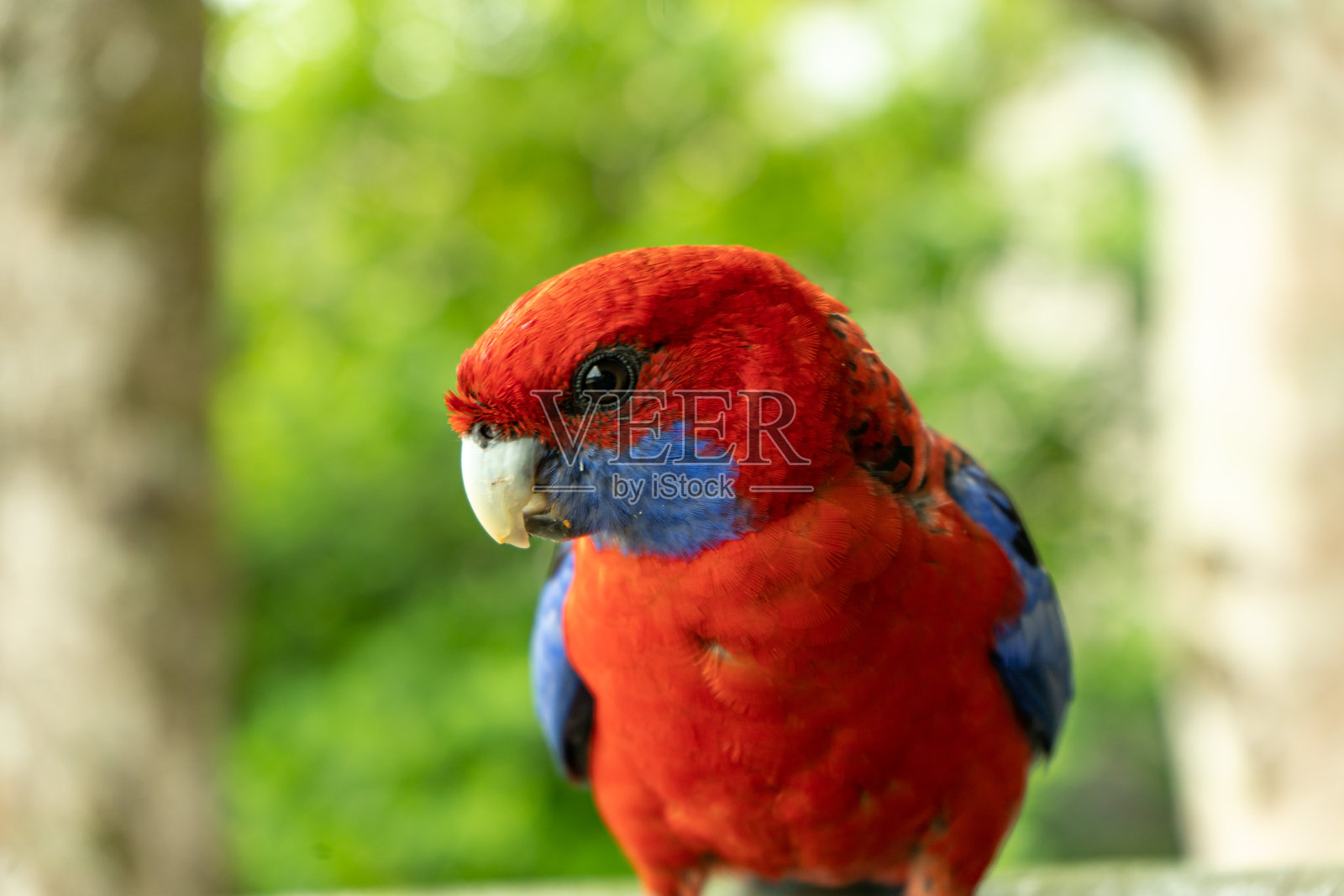 蔷薇花鸟澳大利亚昆士兰美丽鲜艳的红色和蓝色热带色彩斑斓的鹦鹉照片摄影图片