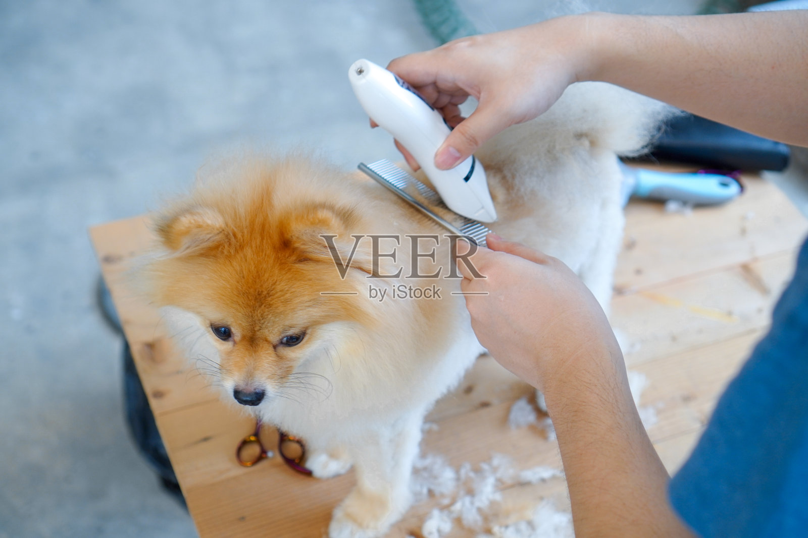 男美容师在室外的桌子上给博美犬理发。最后用剪刀剪狗毛的过程。沙龙的狗。照片摄影图片
