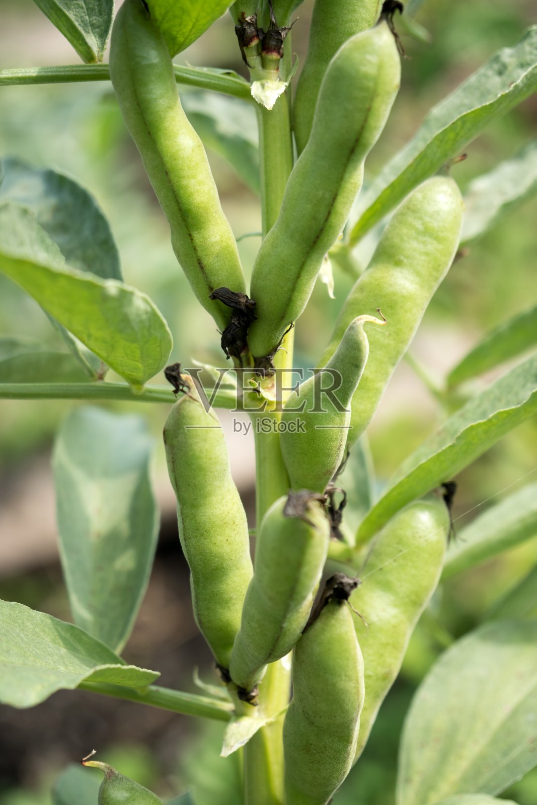 夏季，蔬菜植物俄罗斯黑豆的豆荚在花园里成熟。照片摄影图片
