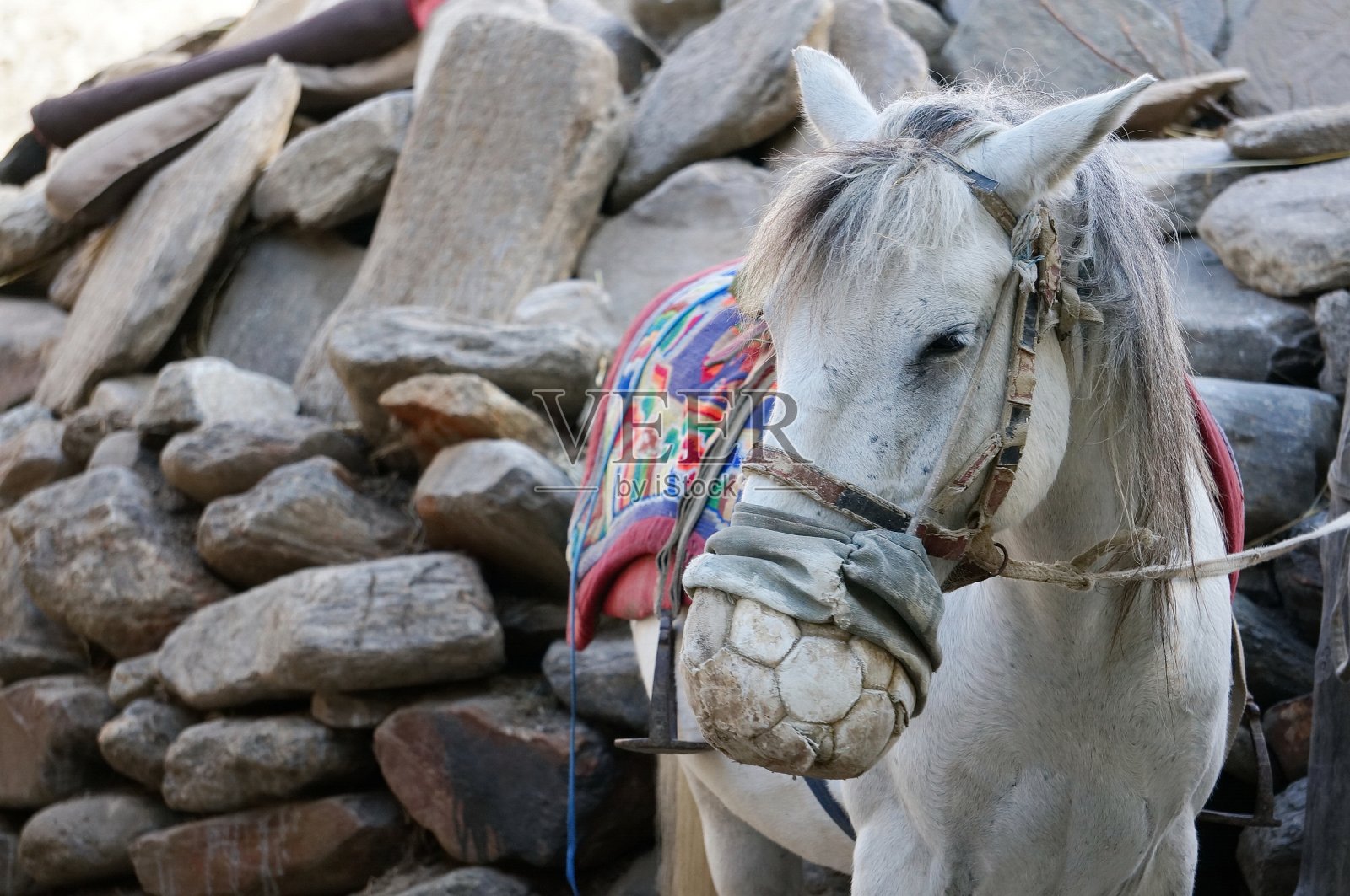 在一堆白色的石头旁，一匹套着皮革保护口套的马正骑着。上野马。尼泊尔。照片摄影图片