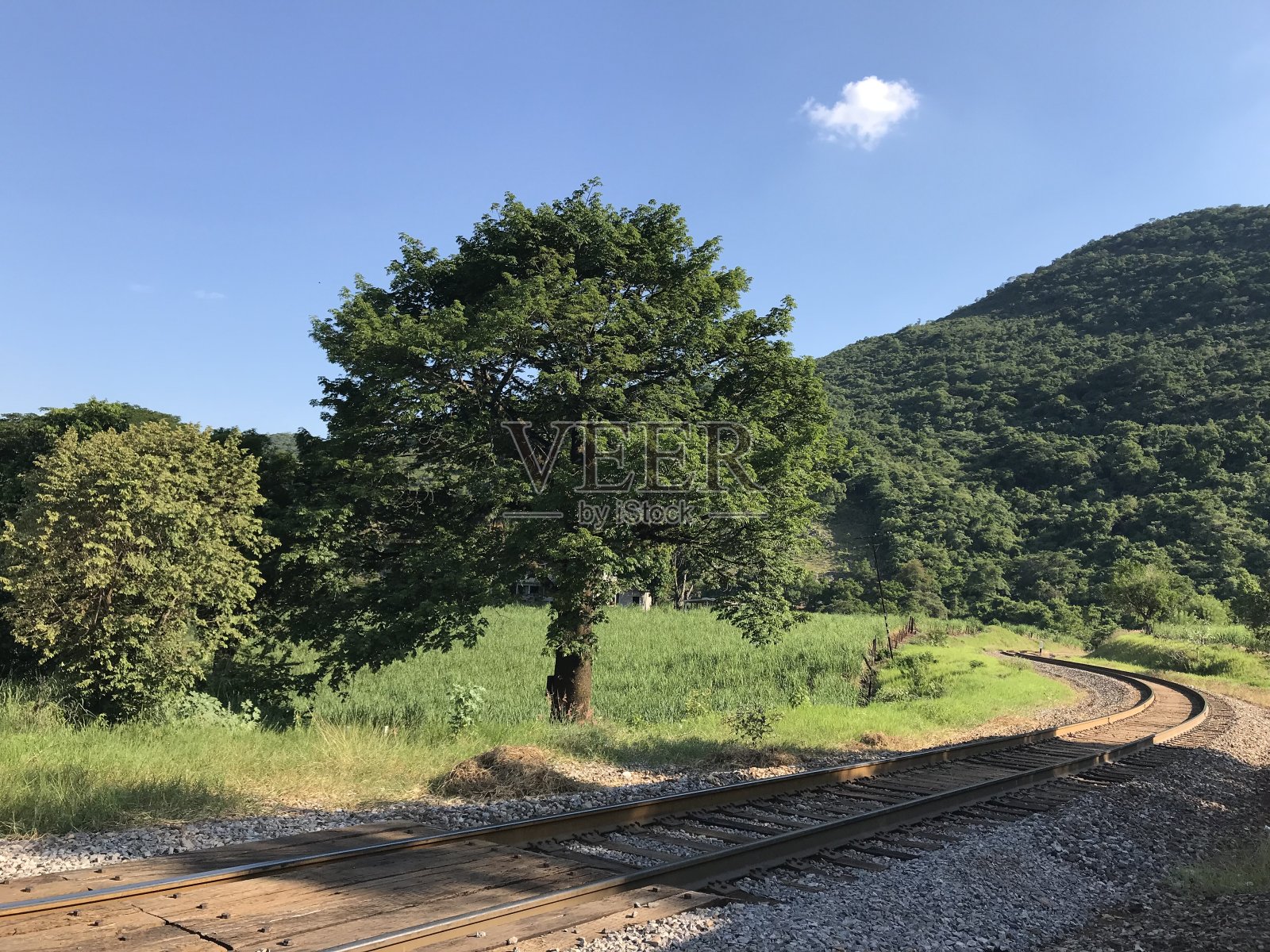 墨西哥瓦斯特卡波托西纳铁路上的树照片摄影图片