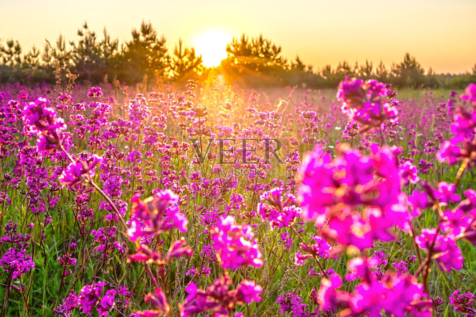 春天的景色与紫色盛开的草地和日出照片摄影图片
