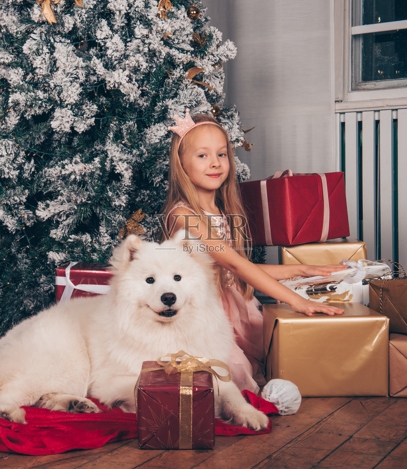 金发女孩，白狗，新年礼盒照片摄影图片