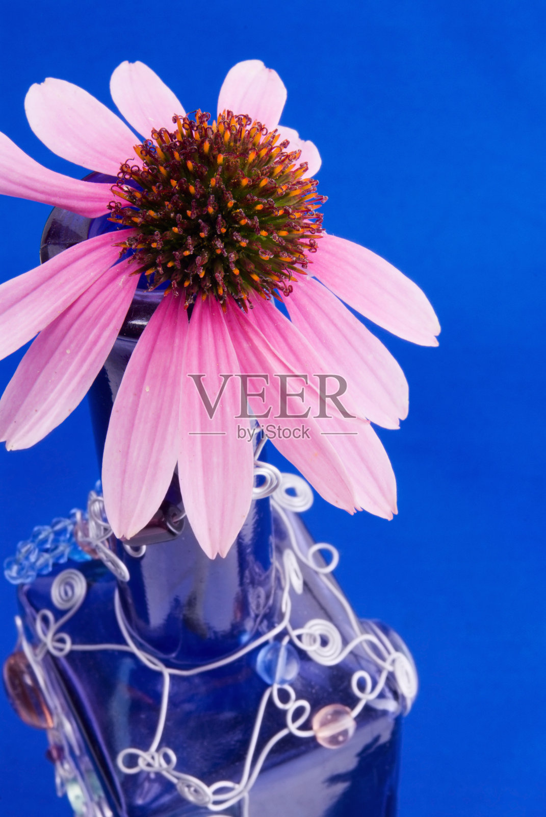 蓝色装饰花瓶里的粉色松果花照片摄影图片