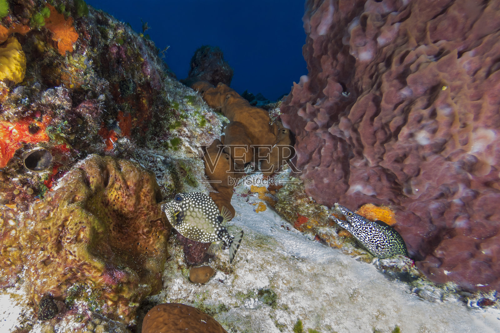 在墨西哥科苏梅尔，一条光滑的长鼻子鱼游过一条斑点马里鱼照片摄影图片