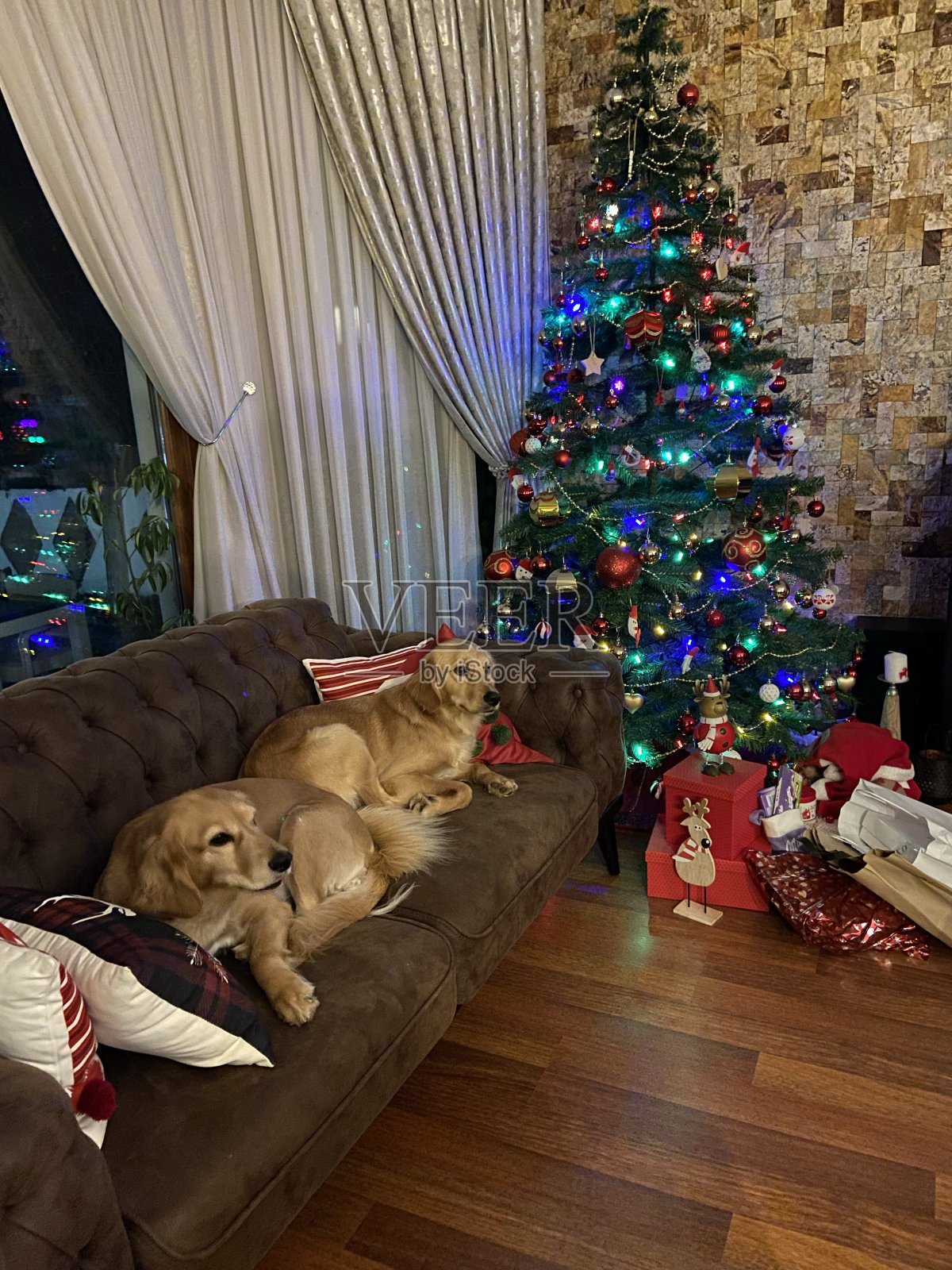 新年摆的狗与红色的物品照片摄影图片