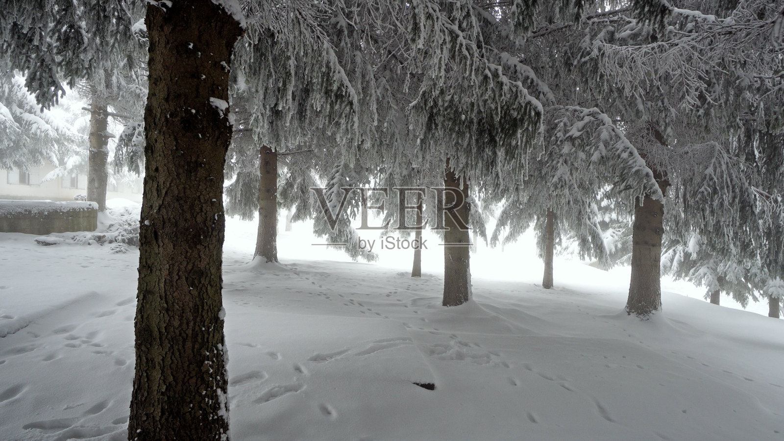 冬天的全景与雪覆盖的树木和雾照片摄影图片