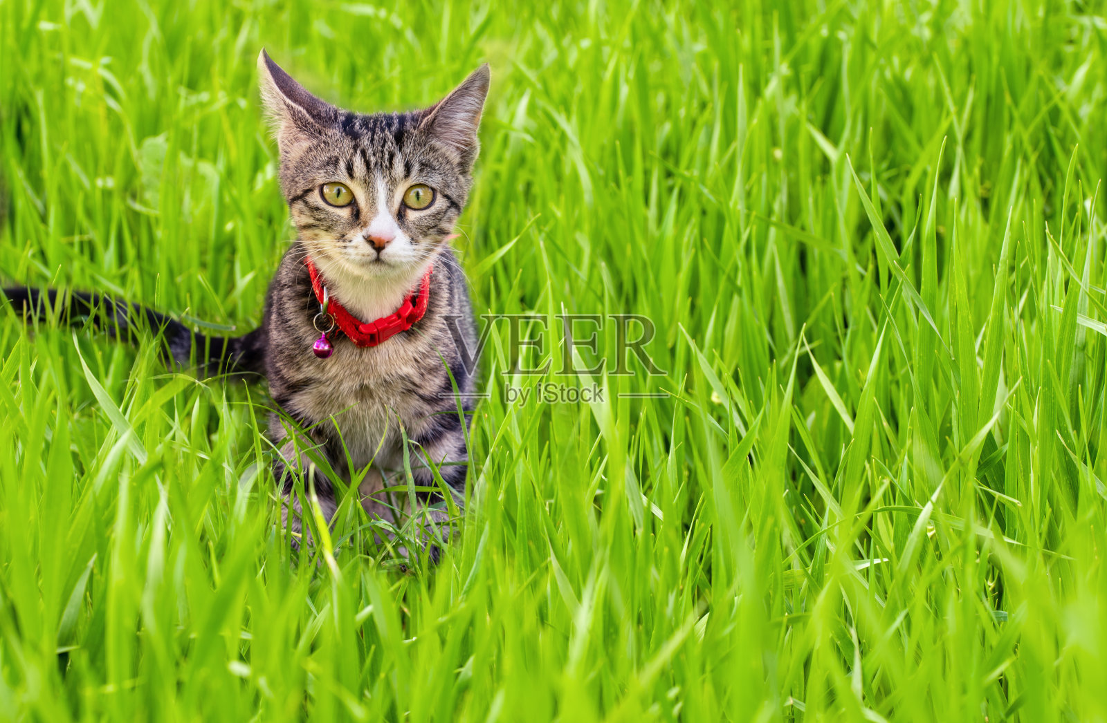 一只可爱的家猫正在草地上享受春天的好天气照片摄影图片