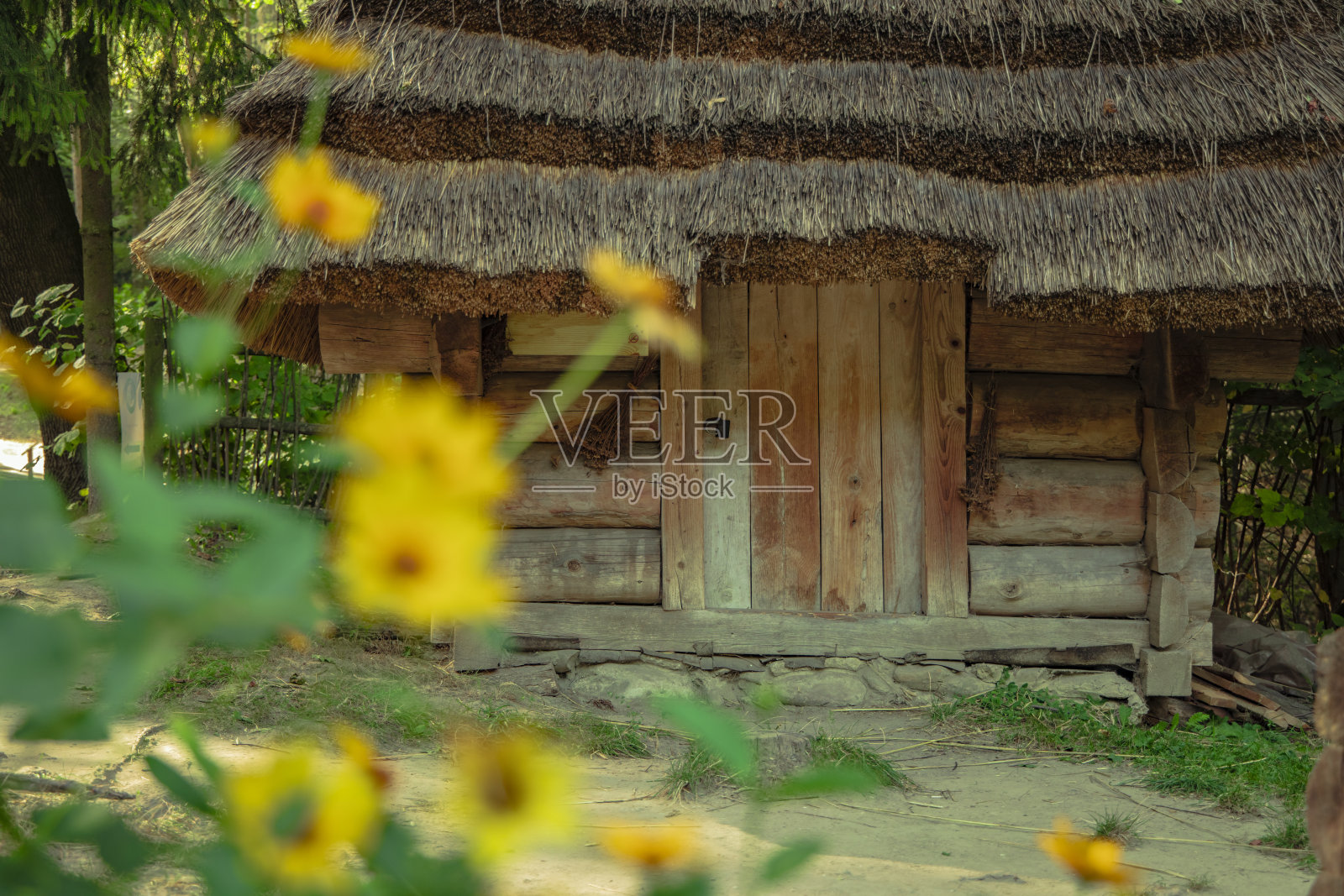 乡村木房子民间建筑在乌克兰的春天季节与黄色的花不集中的前景照片摄影图片