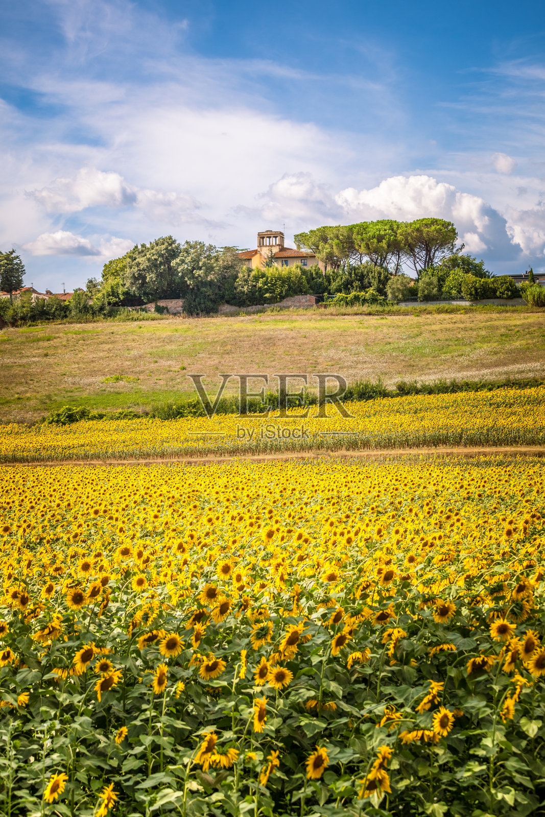 Uscan山上有盛开的向日葵和典型的农舍照片摄影图片