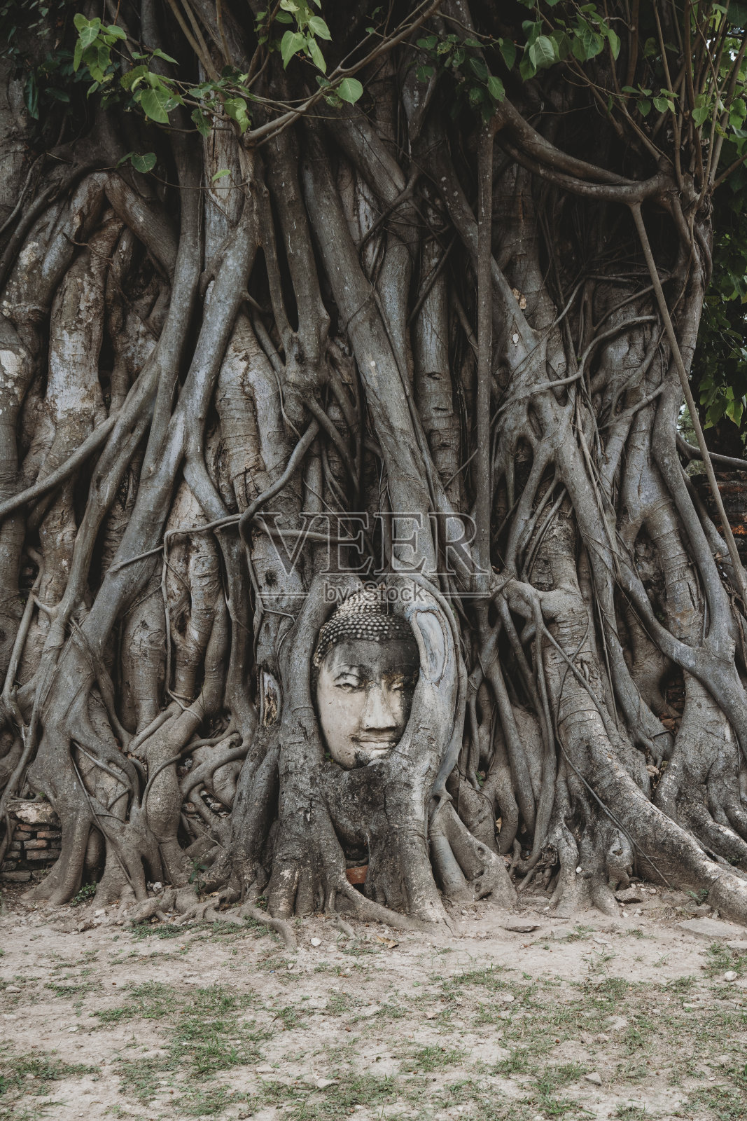 佛面在树的根部——泰国大城府照片摄影图片
