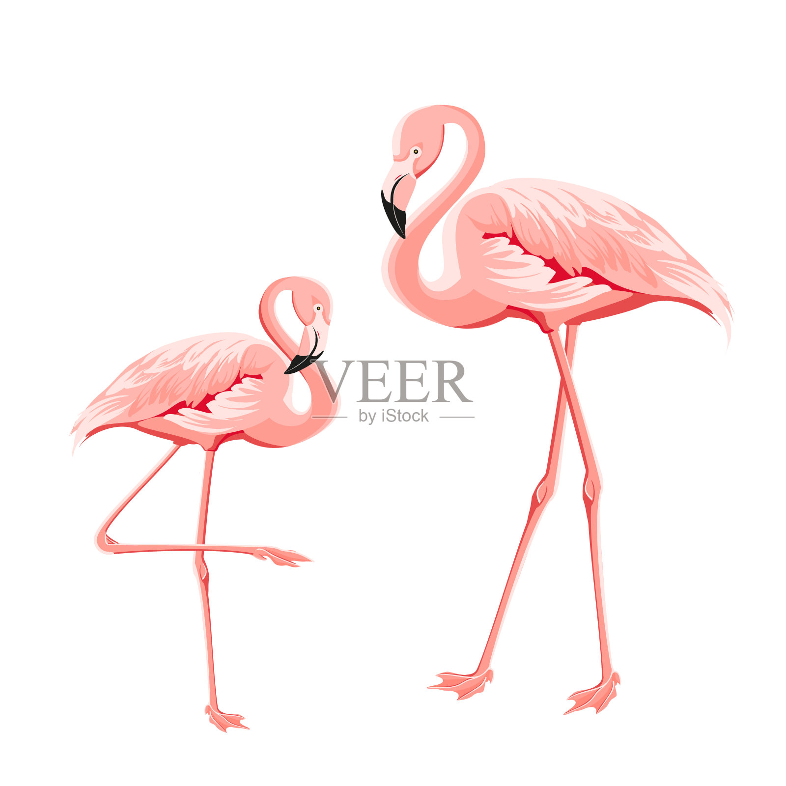 热带鸟类插图。粉红色的火烈鸟。两个避免火烈鸟。邀请卡和模板设计的元素。插画图片素材