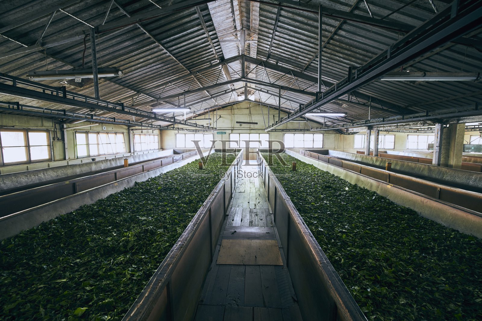 茶厂生产照片摄影图片