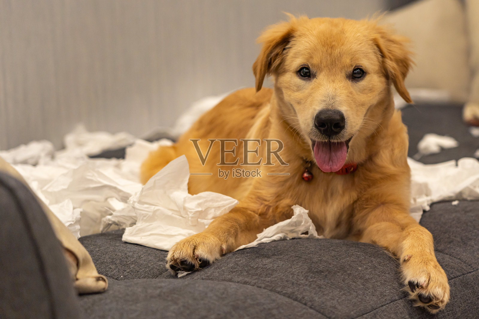 淘气的金狗躺在沙发上的纸巾肖像照片摄影图片