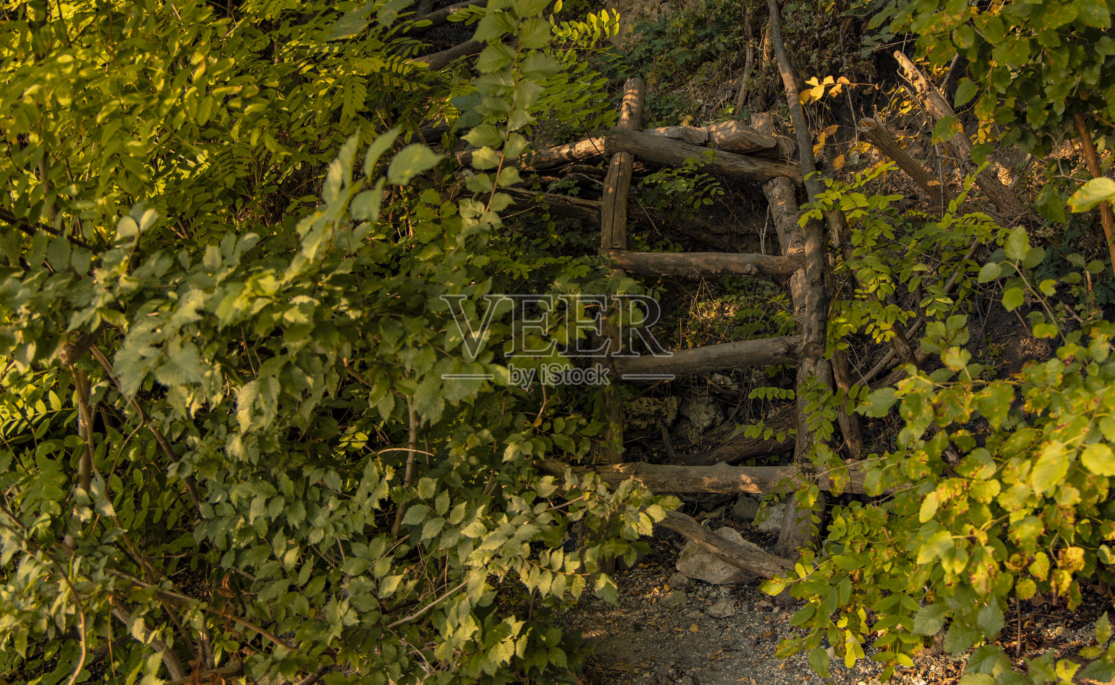 手工制作的木楼梯公园户外绿树成荫的自然环境照片摄影图片