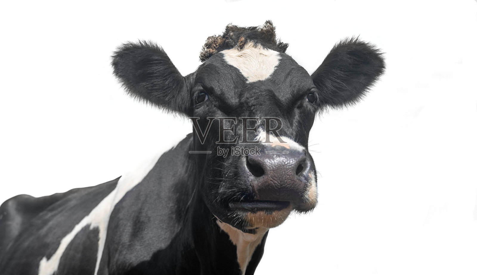 一张黑白相间的奶牛肖像照片摄影图片