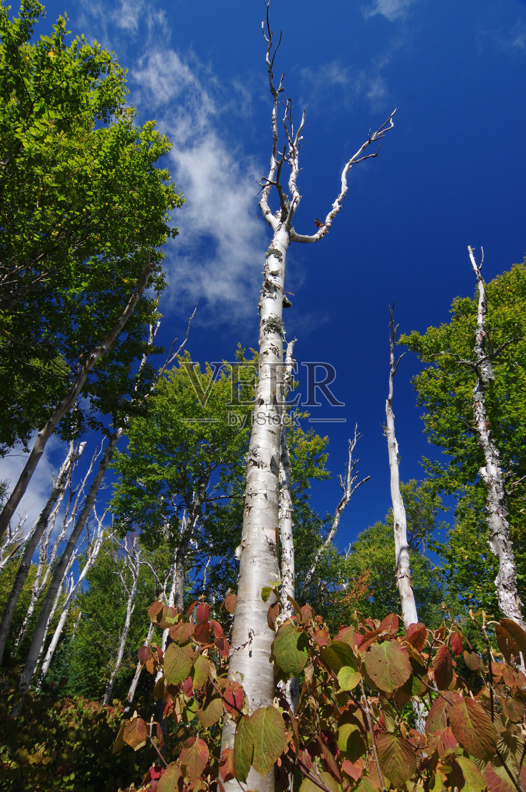 白山的白桦树在这个阳光明媚的日子里直插云霄照片摄影图片