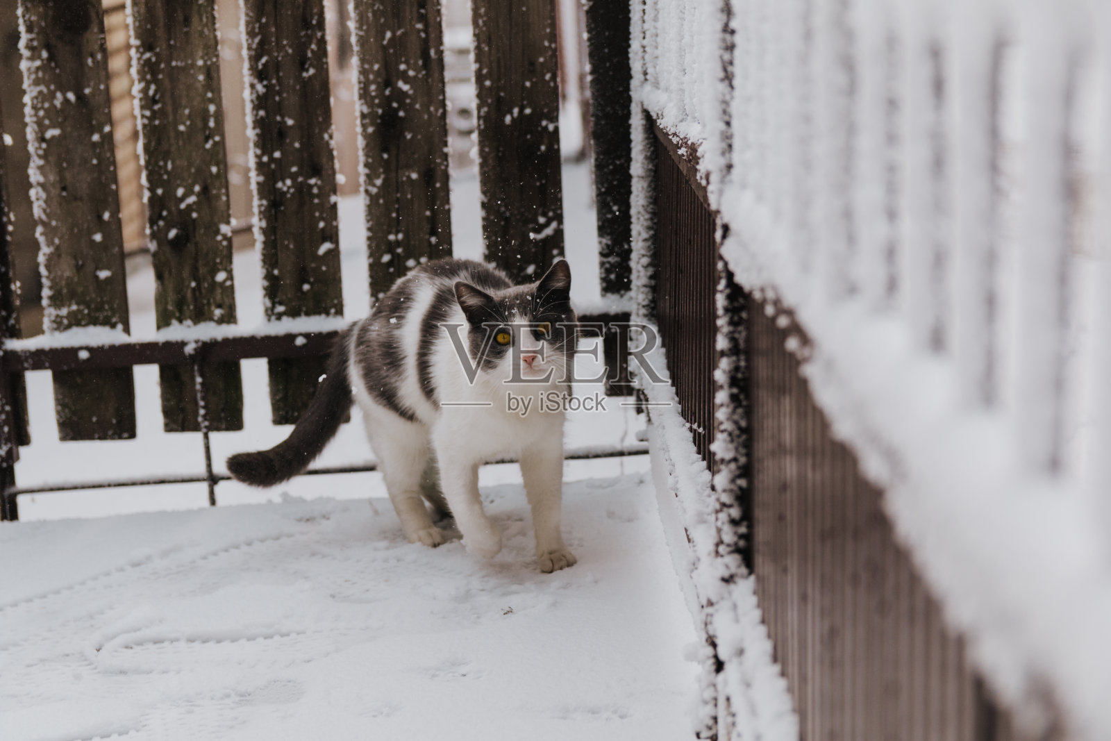 猫在浅雪中玩耍照片摄影图片