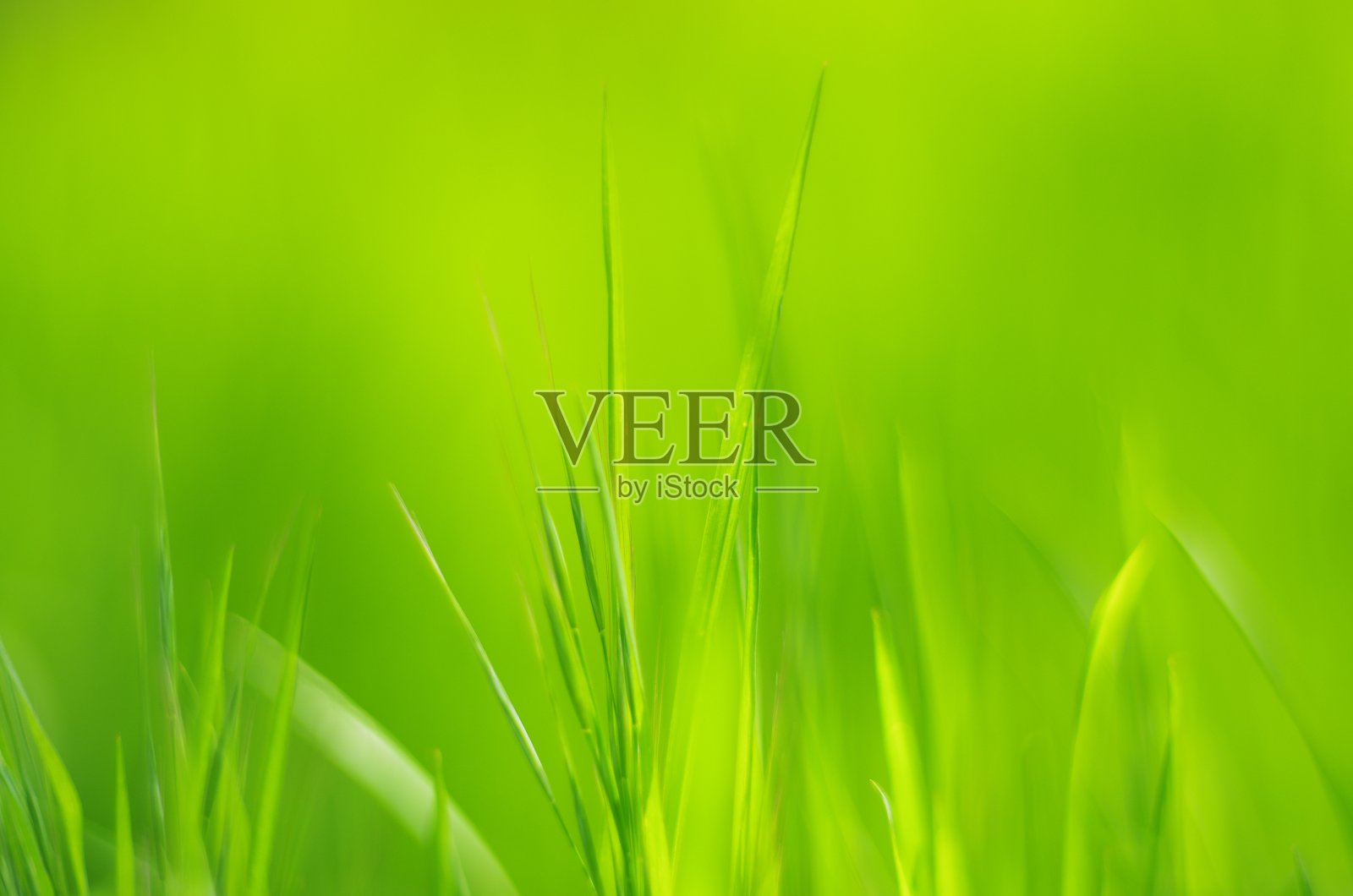 浅绿色，明亮，阳光，抽象的草背景。照片摄影图片