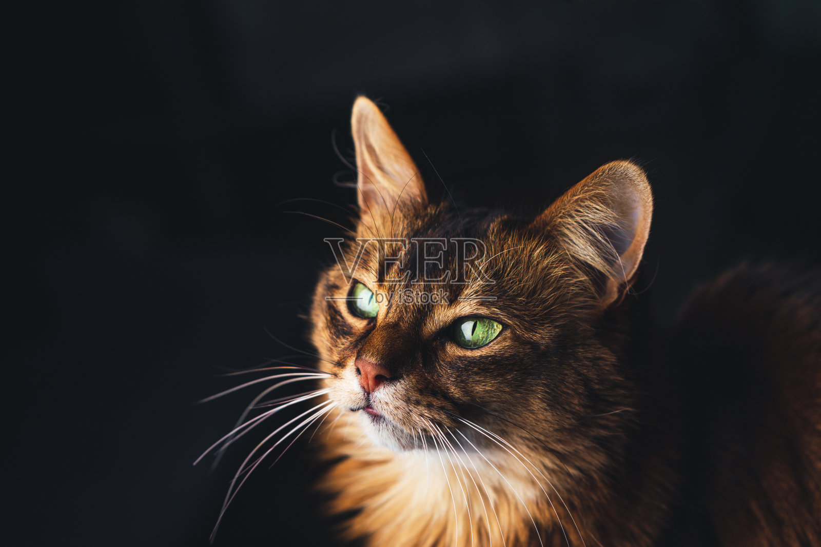 美丽的猫脸肖像在黑暗的背景。照片摄影图片
