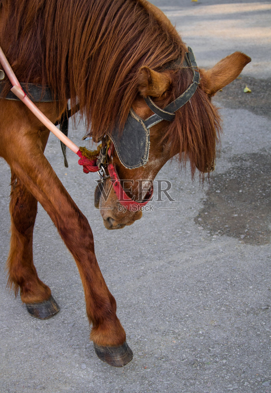 棕色的马沿着路走回家照片摄影图片