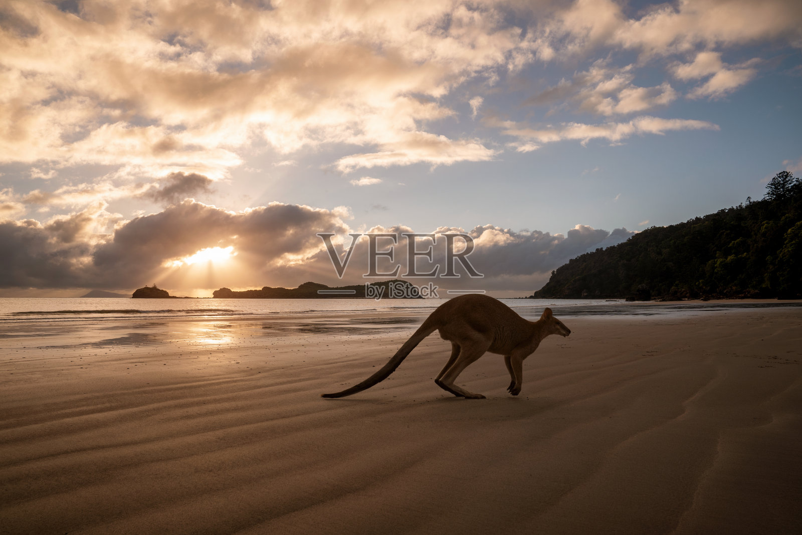 海滩上一只袋鼠的剪影照片摄影图片