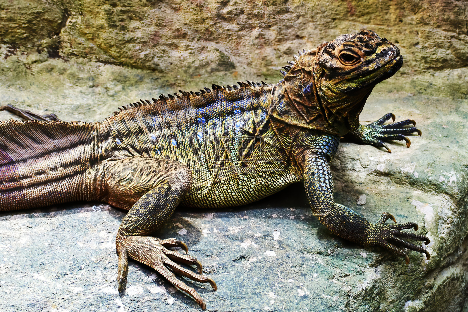 巨大的老鬣蜥躺在一块被太阳晒热的岩石上。珍稀野生动物照片摄影图片
