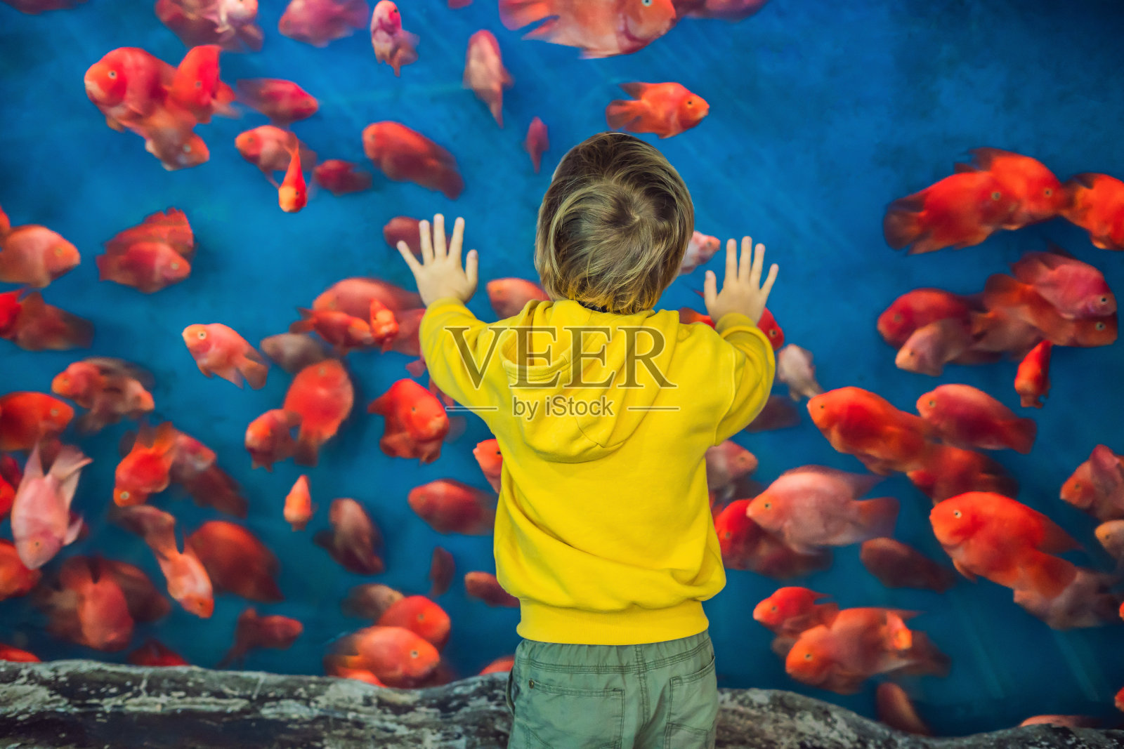 小男孩，孩子们在水族馆里看着鱼群游泳，孩子们在水族馆里享受水下生活照片摄影图片