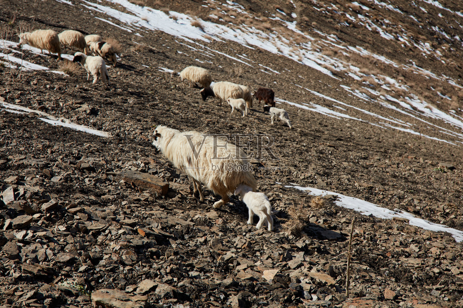 绵羊和山羊放牧在TIZI N’tichka，摩洛哥照片摄影图片