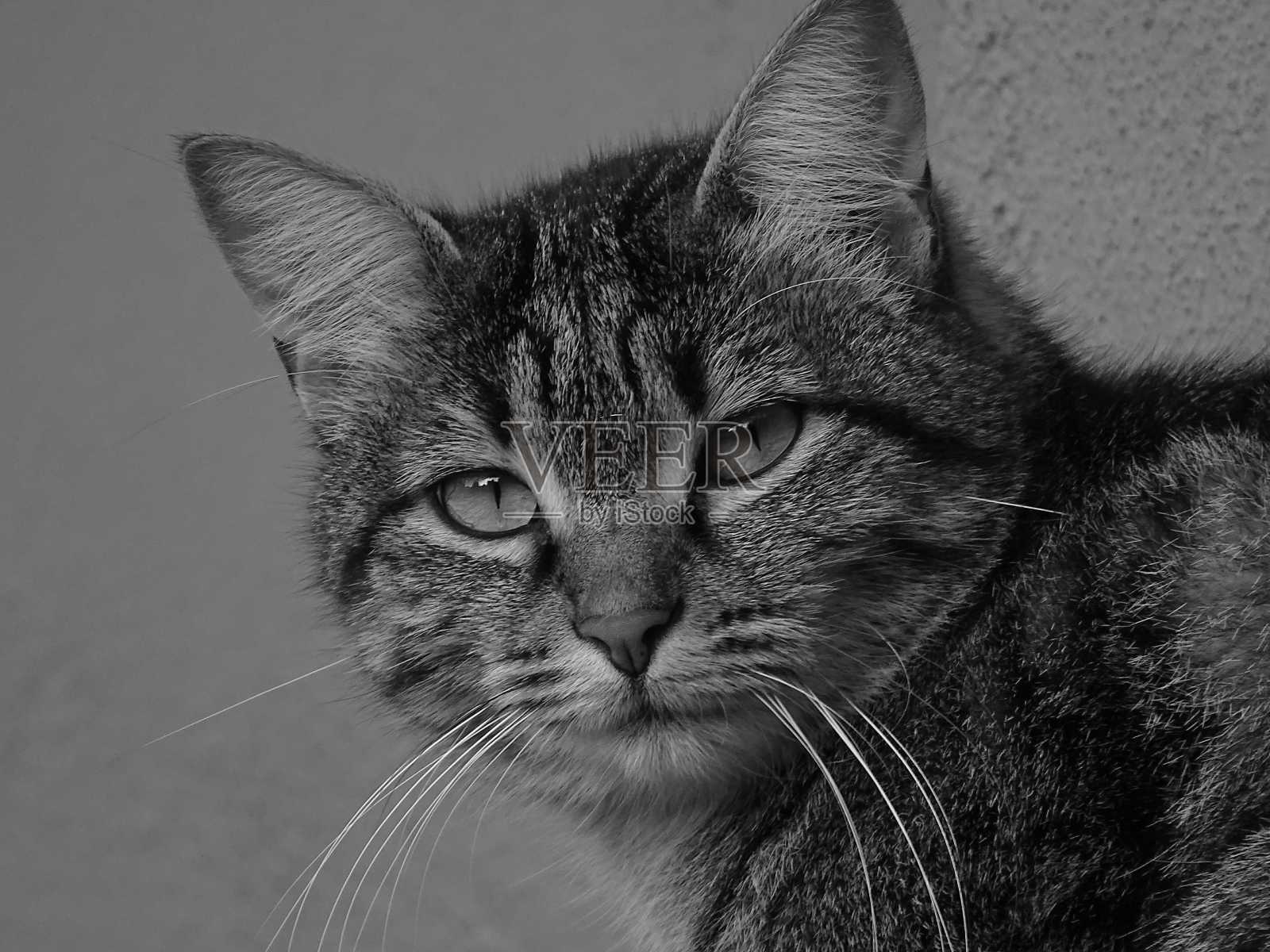 猫描绘黑与白照片摄影图片
